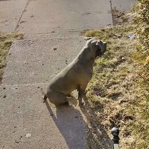 Meet your Posher, Bruce